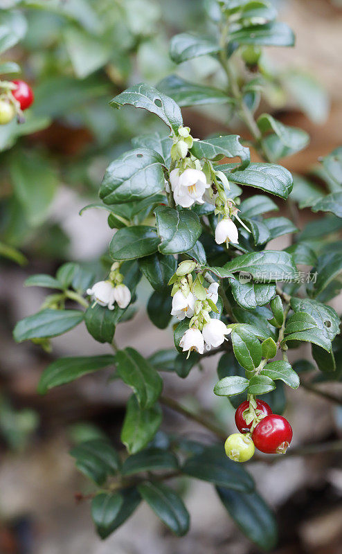 越橘(越橘vitis- ideaea)花和浆果